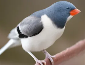 Częste urazy u ptaków