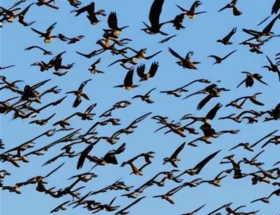 Jak ptaki migrują?