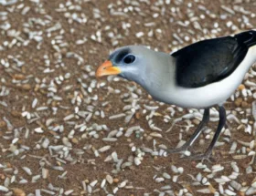 Jakie są niektóre powszechne pasożyty u ptaków?