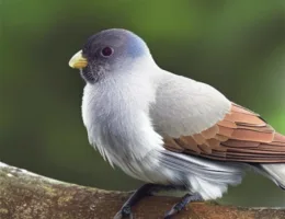 Jakie są różne rodzaje piór u ptaków?