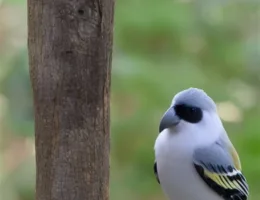 Porady dla ćwiczących ptaków