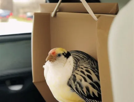Wskazówki dotyczące transportu ptaków